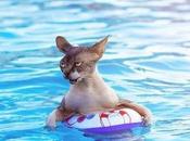 Pictures Cats Swimming