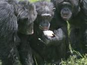 Nice Chimps Finish Last: Aggression Correlated with Reproductive Success Chimpanzees