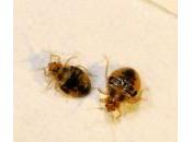 Bedbugs Transmit Diseases?