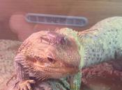 Black Friday Cyber Monday with PetShopBowl