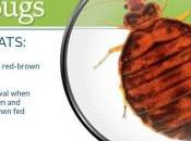 Bedbugs Hotels, Know This?