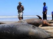 Lion Carcasses Wash Peruvian Beaches