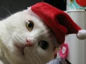Cats Santa Hats