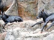 Serow: Eaten Brink Extinction