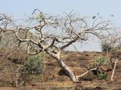 DAILY PHOTO: Tree Barren Hilltop