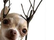 Pictures Dogs Reindeer Costumes