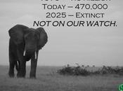 10,000 Elephants Poaching Crisis Control