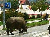 Spotting Rhino Walking Road .... !!!!