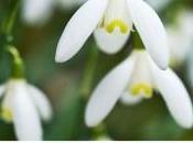 Book Review: Plant Lover’s Guide Snowdrops