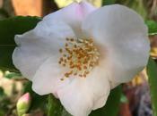 Quintessentially Lovely Camellia