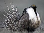 Protections Blocked, Sage Grouse Work Goes