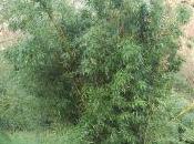 Phyllostachys Decora