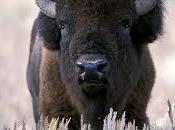Buffalo Should Protected Endangered Species