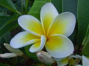 Frangipani Dreaming