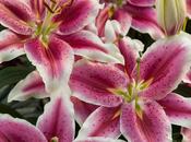 Photo: Compactino Lilies