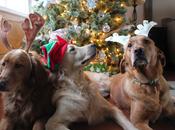 Dogs Holiday Photo Bloopers