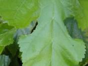 Plant Week: Morus Alba ‘Pendula’