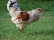 Chicken with Attitude!