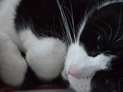 Wordless Wednesday Chloe Cat!