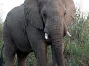 Featured Animal: Elephant