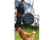 Genetically Engineered Bird Flu?