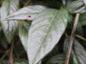 Plant Week: Cotoneaster Salicifolius ‘Repens’