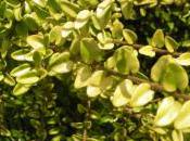 Plant Week: Lonicera Nitida ‘Baggesens Gold’