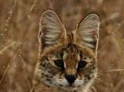 Featured Animal: Serval