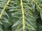 Plant Week: Taxus Baccata ‘Repandens’