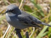 Collapse Avian Biodiversity Pacific MAHB
