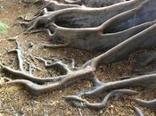 Roots Reinvention Taking Shape