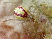 Some Creatures Electricity Vibrations (and This Dangerous)