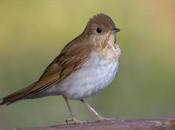 Human Behaviors Affecting Bird Communities Residential Areas?