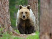 2015 Should Good Year Wildlife