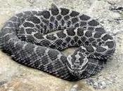 Protect Rattlesnakes from Senseless Killings