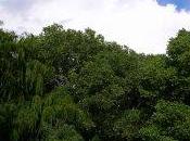 Vanishing Trees Imperil Urban Wildlife