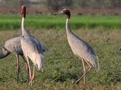 White Wilderness .............. Animal Suicide