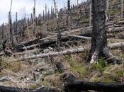 Does Salvage Logging Make Things Better Worse?