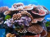 Which Coral Reefs Will Survive Global Warming Longest?