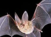 Long-eared Bat: Fish Wildlife Service Bows Pressure From Industry, Politicians