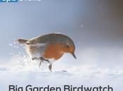 RSPB Garden Birdwatch 2015