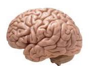 Will Bite-sized Media Create Brains?