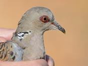 Scientists Warn Impending Turtle Dove British Extinction