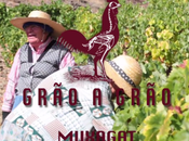 Muxagat Wines