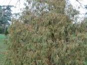 Juniperus Recurva