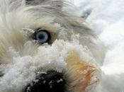 Images Dogs Playing Snow