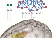 Parallel Brain Systems Regulate Pain.