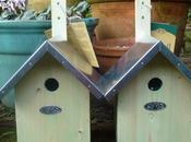 Starter Homes Birds