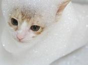 Cats Bubble Baths