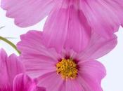 Photo: Pink Cosmos